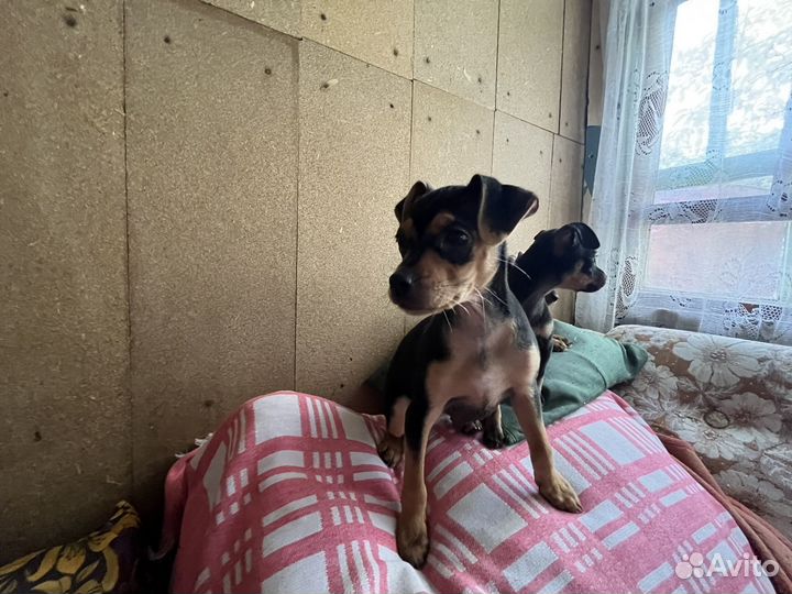 Щенки русский той-терьер