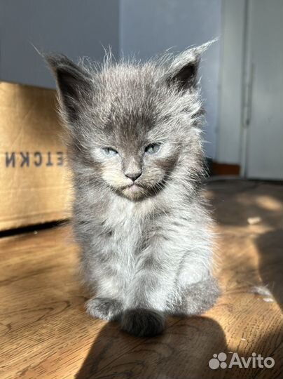 Мейн-кун котята