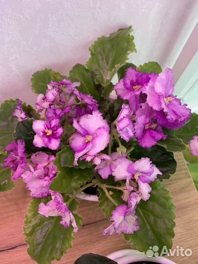 Фиалка сортавая ав-Кринолин