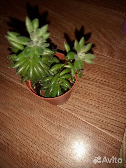 Суккуленты