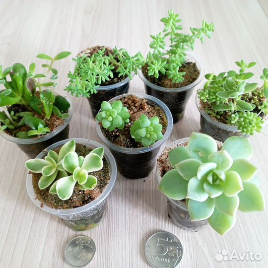 Суккуленты