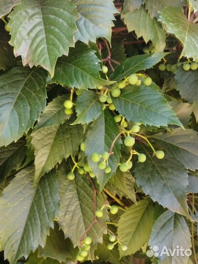 Девичий виноград