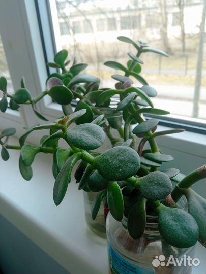 Толстянка(денежное дерево), алоэ