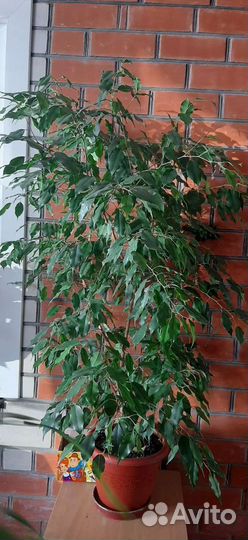 Фикус бенджамина