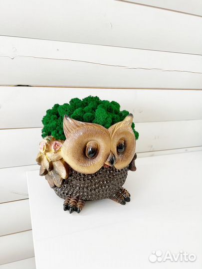 Стабилизированный мох, кашпо