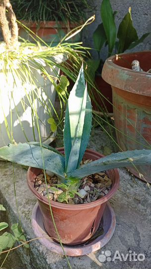 Агава голубая