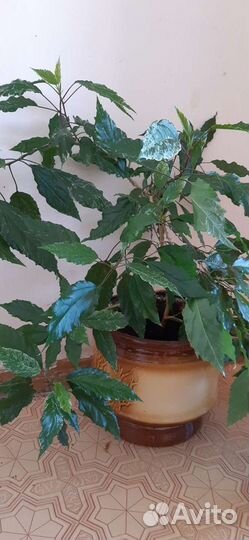 Гибискус китайская роза