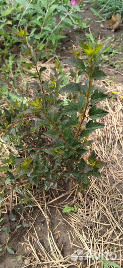 Декоративные кустарники