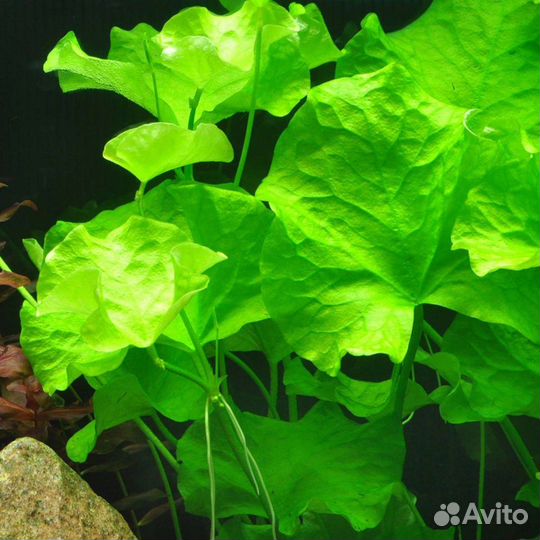Живые растения для аквариума