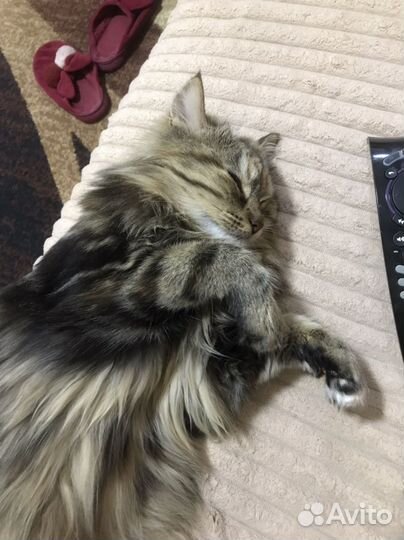 Сибирская кошка вязка