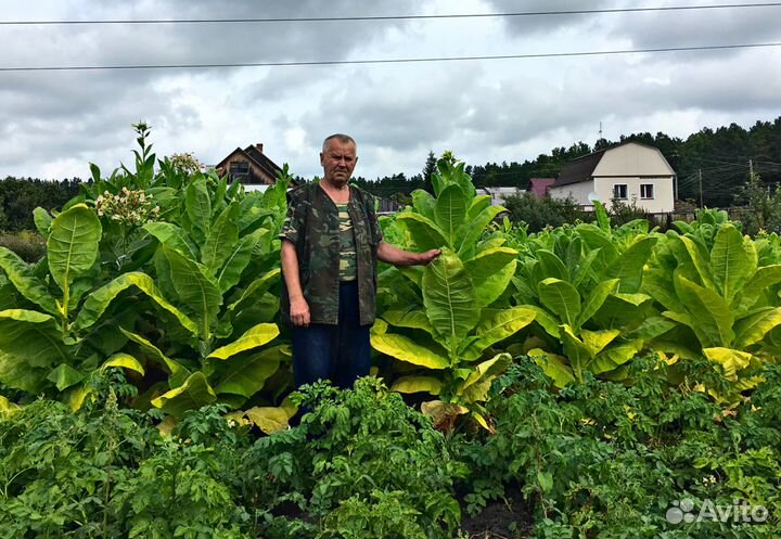 Семена и рассада табака