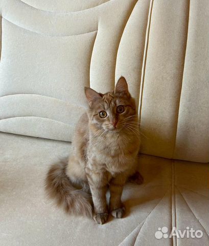 Метис сибирской кошечка Соня 6 месяцев объявление продам