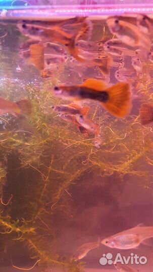 Рыбы гуппи