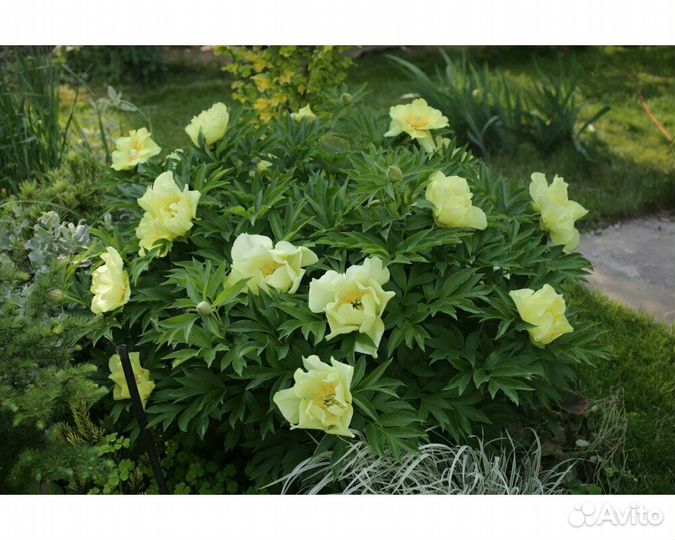 Пион-ито Going Bananas