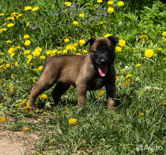 Щенки малинуа