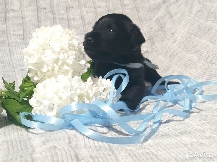 Счастье в дом