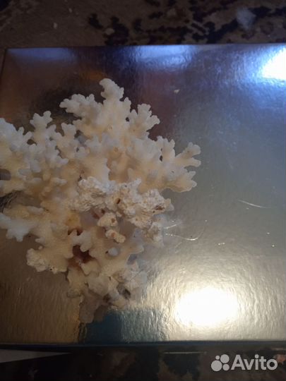 Коралл натуральный