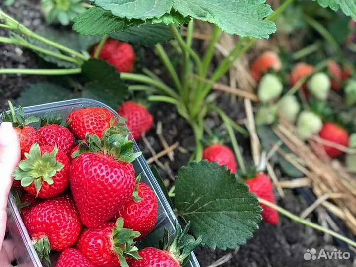 Рассада клубники (земляники садовой) 21 сорт