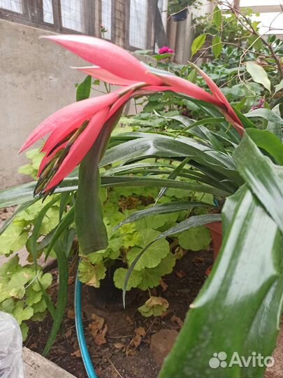 Бильбергия