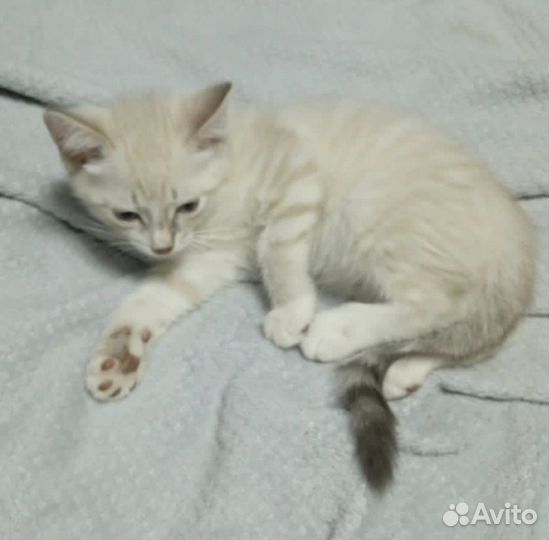 Котенок мальчик ищет дом