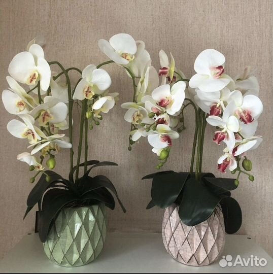 Орхидея фаленопсис