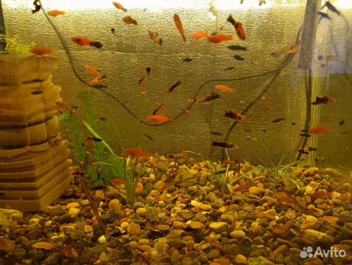 Гуппи меченосцы молинезии