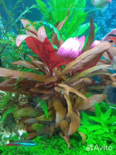 Альтернантера рейнека розовая