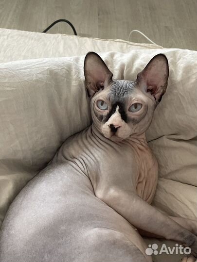 Канадский сфинкс вязка