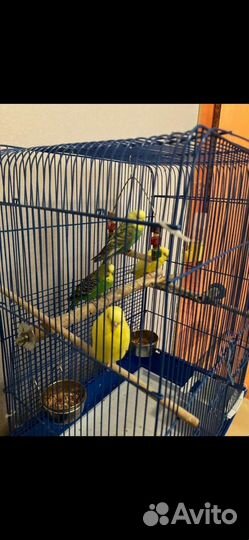 Попугаи волнистые