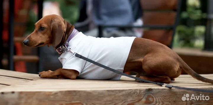 Такса вязка