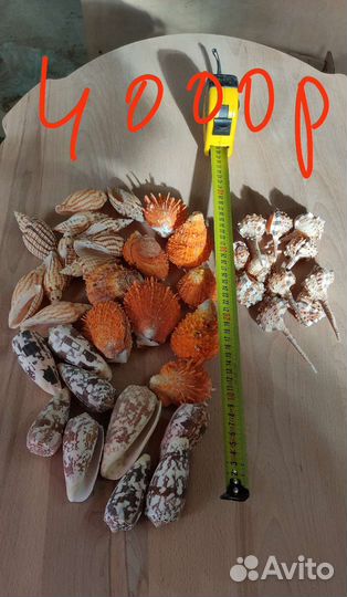 Ракушки для аквариума