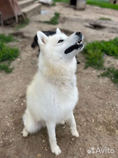 Шикарный красавчик в добрые ручки