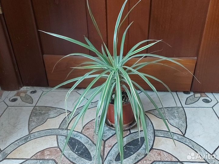 Драцена юкка,комнатное растение