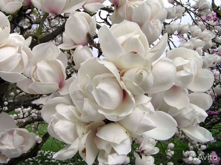 Магнолия маньчжурский веер диаметр цветка 25 см мо
