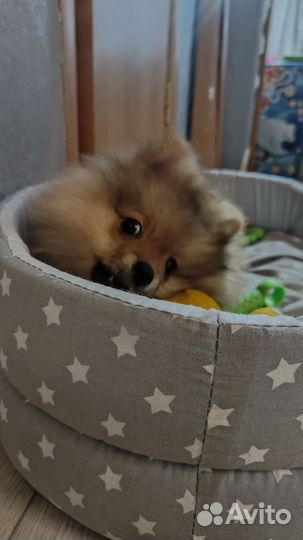 Померанский шпиц