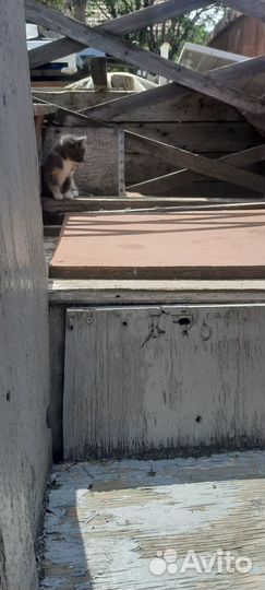 Котята ищут дом