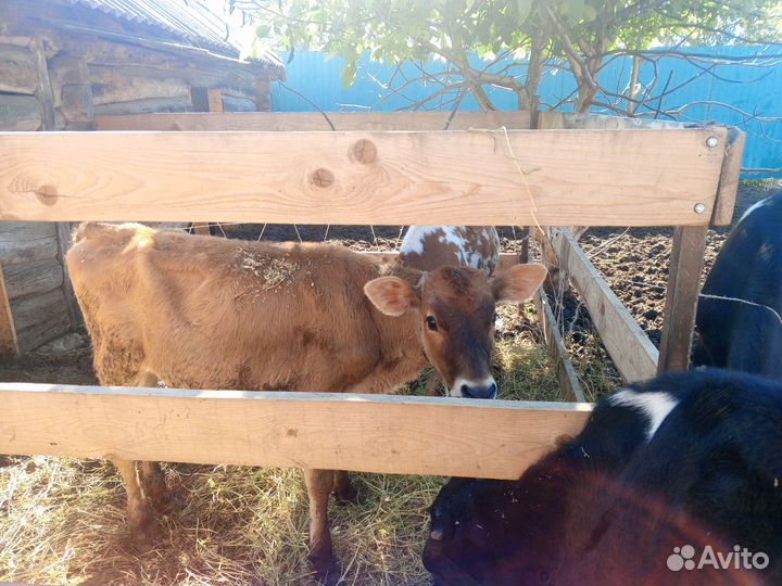 Телки и быки