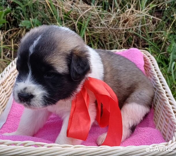 Щенки московской сторожевой