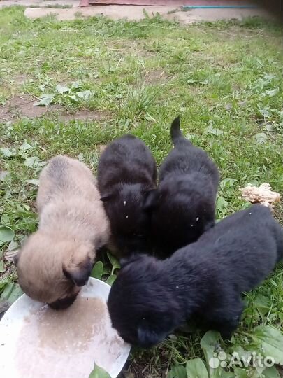 Щенки от маленькой собачки