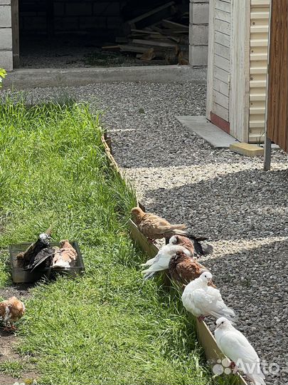 Продажа голубей