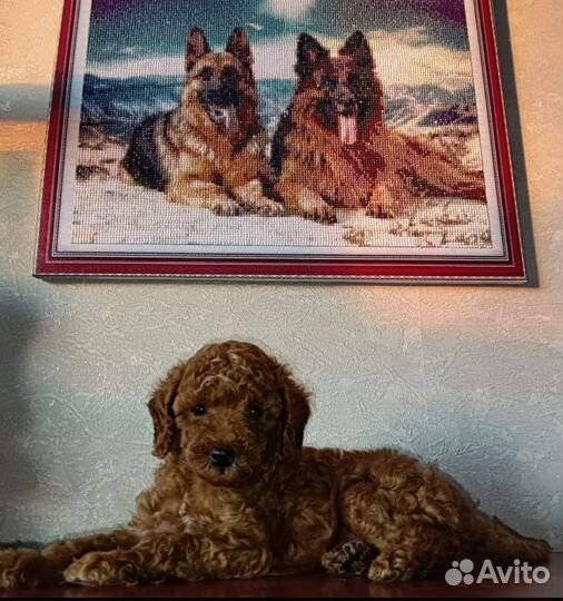 Карликовый пудель