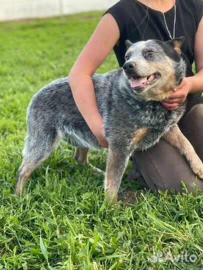 Австралийский хилер в дар