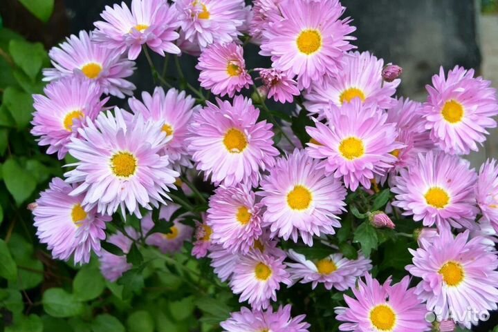 Хризантемы