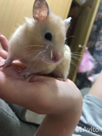 Сирийский хомяк с клеткой