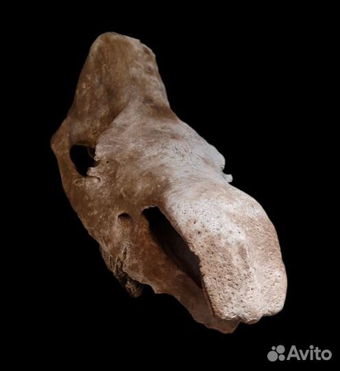 Череп вымершего шерстистого (74 см) / Окаменелости