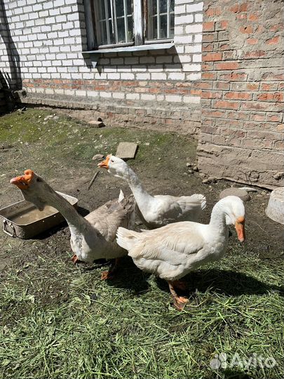 Гуси холмагоры