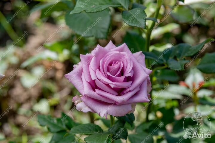 Роза саженцы зкс весна -2024(400 сортов)