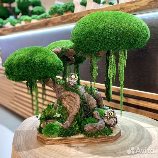 Вертикальное озеленение. Мох. Фитостена. Декор