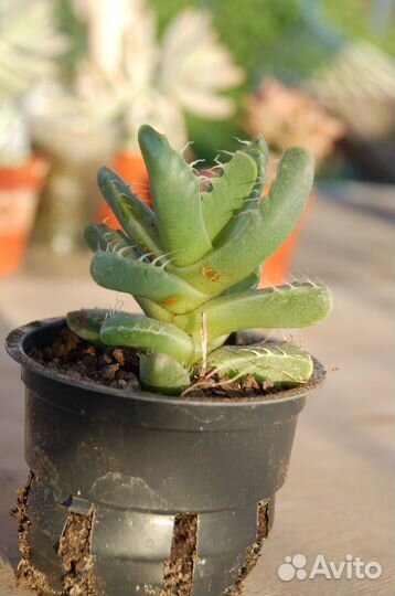 Суккуленты