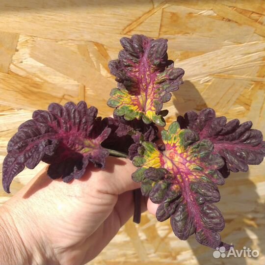 Колеусы вегетативные